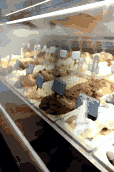 Holy Madre, heladería Argentina