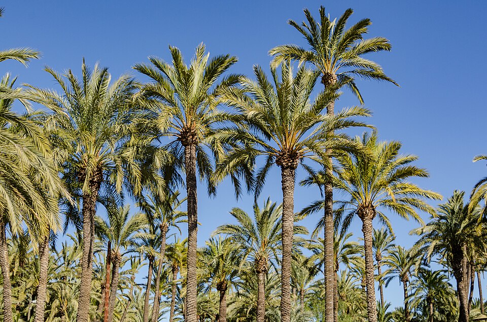 Foto turística de Elx